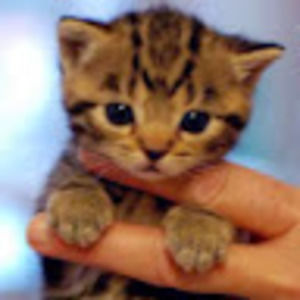 Meet your Posher, Ginny